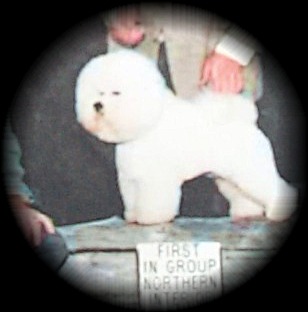 International Champion Sineade's Jacob Jabberwocky CD