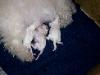 Bichon puppy