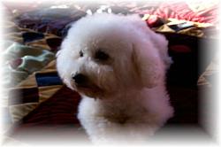 Crystalwaters Sass a Frass (AKC) Champion bloodlines