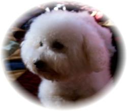 Bichon Frise dog