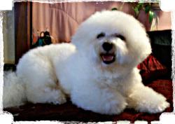 Crystalwaters Maxiamillian (AKC Registered & DNA Profiled)