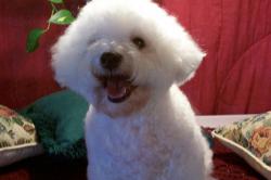 Bichon Frise female