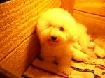 HOME RAISED BICHON FRISE PUPPIES