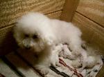 HOME RAISED BICHON PUPPIES