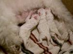 Bichon Frise puppy