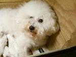 LITTER OF BICHON FRISE PUPPIES