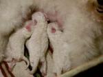 NEWBORN BICHON FRISE PUPPIES