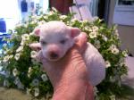 Bichon Frise female puppy