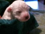 NEWBORN BICHON