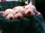 NEWBORN BICHON FRISE PUPPIES