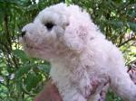 BICHON FRISE PUPPY 