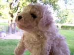 Bichon Frise puppy