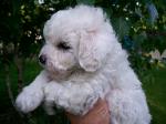 BICHON FRISE PUPPY