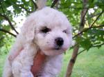 Bichon Frise puppy