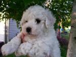BICHON FRISE PUPPY