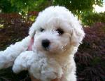 Bichon Frise puppy