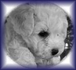Bichon Frise puppy