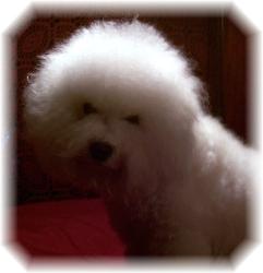 Purebred Bichon Frise, Maggie