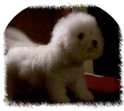 Maggie, Champion sired female Bichon Frise
