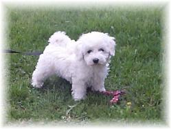 Bichon Frise puppy picture