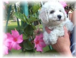 Bichon Frise puppy picture