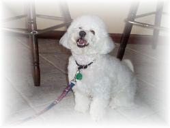 Bichon Frise