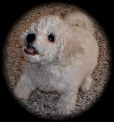Bichon Frise puppy