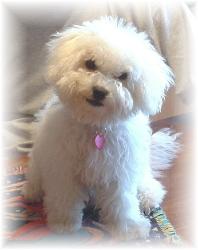 Bichon Frise puppy