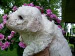 BICHON FRISE PUPPY PICTURE