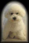 Bichon Frise