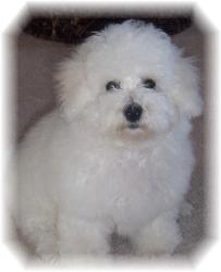 Bichon Frise puppy picture