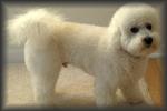 Bichon Frise
