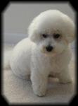 Bichon Frise