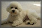 Beautiful Bichon Frise
