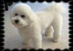 Bichon Frise