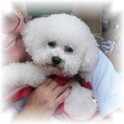 Bichon Frise picture