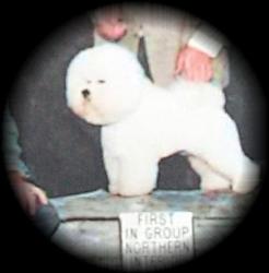 International Champion Sineade's Jacob Jabberwocky CD, Max's sire.