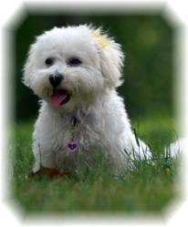 Bichon Frise puppy