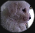 Snowball