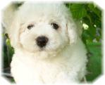 Bichon Frise puppy