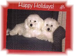 Bichons in Michigan