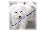 Champion sired Bichon Frise puppy
