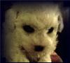 Bichon Frise puppy