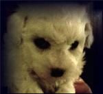 Bichon Frise puppy with pigmentation
