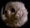 Bichon Frise puppy