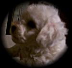 Snowball