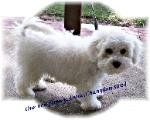 Champion sired Bichon Frise puppy