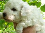 BICHON FRISE PUPPY PICTURE