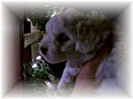 Casper,male Bichon Frise puppy