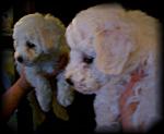 Casper